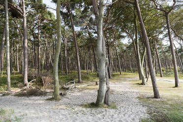 Landschaftliche Ansicht von Bäumen, die auf einem Grundstück im Darßer Wald wachsen, Deutschland - MYF02143