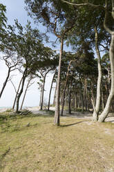 Landschaftliche Ansicht von Bäumen, die am Strand im Darßer Wald wachsen, Deutschland - MYF02144