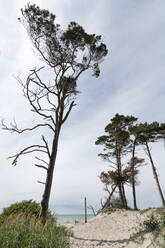 Landschaftliche Ansicht von Bäumen, die am Strand gegen den bewölkten Himmel im Darßer Wald wachsen, Deutschland - MYF02146