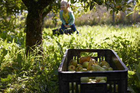 Girl harvesting organic williams pears - SEBF00244