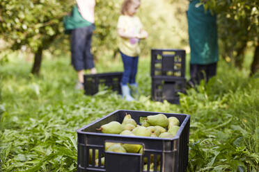 Mädchen erntet Bio-Williams-Birnen und hilft Bio-Bauern - SEBF00252