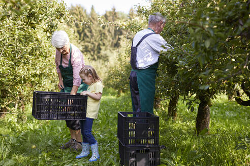 Girl harvesting organic williams pears, helping organic farmers - SEBF00254