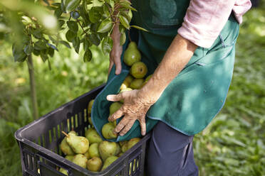 Organic farmer harvesting williams pears - SEBF00259