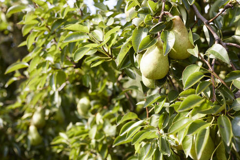 Williamsbirnen auf einem Baum - SEBF00267