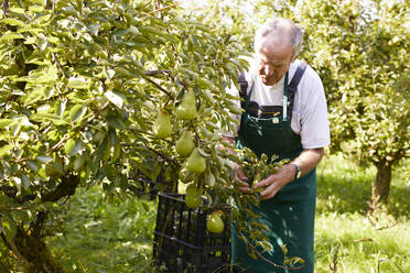 Organic farmer harvesting williams pears - SEBF00270