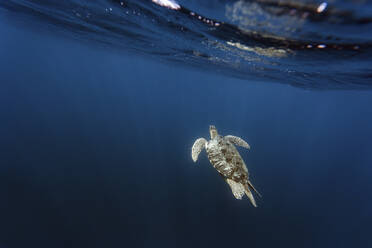 Indonesien, Bali, Unterwasseransicht einer einsamen Schildkröte, die nahe der Oberfläche schwimmt - KNTF03454