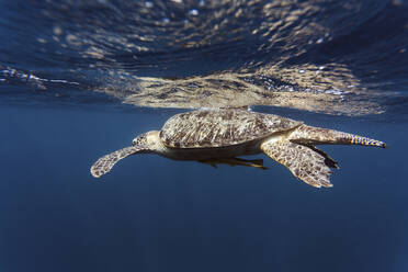 Indonesien, Bali, Unterwasseransicht einer einsamen Schildkröte, die nahe der Oberfläche schwimmt - KNTF03455