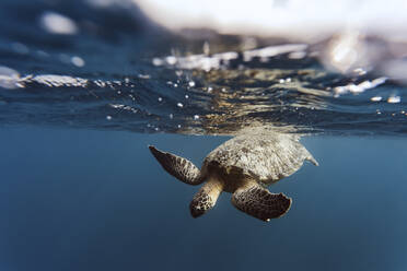 Indonesien, Bali, Unterwasseransicht einer einsamen Schildkröte, die nahe der Oberfläche schwimmt - KNTF03456