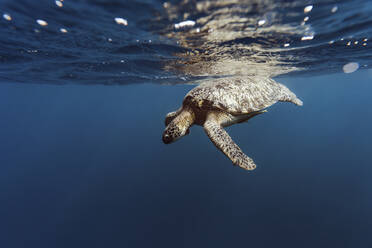 Indonesia, Bali, Underwater view of lone turtle swimming near surface - KNTF03457