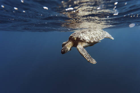 Indonesien, Bali, Unterwasseransicht einer einsamen Schildkröte, die nahe der Oberfläche schwimmt - KNTF03457