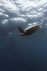 Indonesia, Bali, Underwater view of lone turtle swimming near surface - KNTF03458