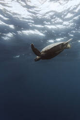 Indonesien, Bali, Unterwasseransicht einer einsamen Schildkröte, die nahe der Oberfläche schwimmt - KNTF03458