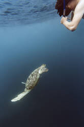 Indonesia, Bali, Underwater view of male diver looking at turtle swimming near surface - KNTF03459