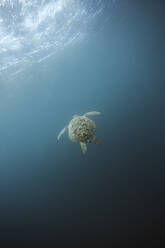 Indonesia, Bali, Underwater view of lone turtle swimming near surface - KNTF03460