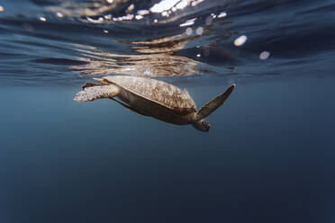 Indonesien, Bali, Unterwasseransicht einer einsamen Schildkröte, die nahe der Oberfläche schwimmt - KNTF03464