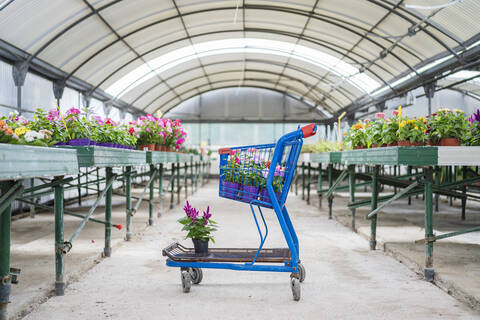 Shopping cart with plants and flowers in plant nursery stock photo