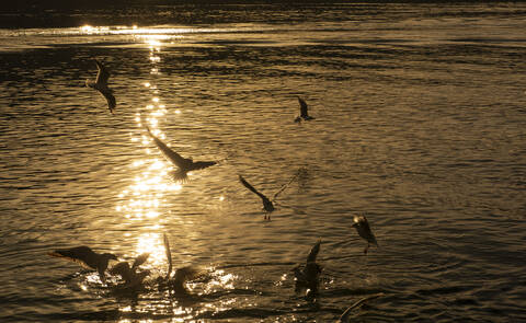 Silhouette Vögel fliegen über den Tegernsee bei Sonnenuntergang, Bayern, Deutschland, lizenzfreies Stockfoto