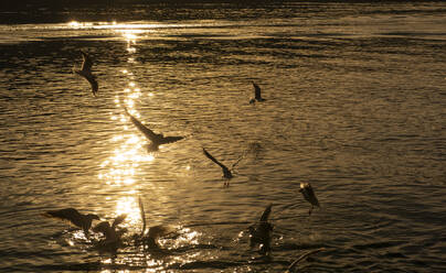 Silhouette birds flying over lake Tegernsee during sunset, Bavaria, Germany - LHF00718