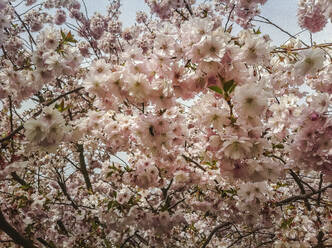 Niedriger Blickwinkel auf die Kirschblüte, Bayern, Deutschland - FCF01811