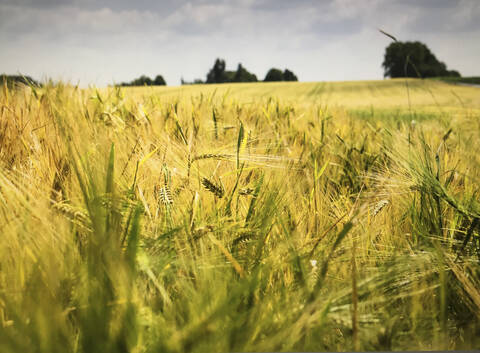 Nahaufnahme von Weizen, der auf einem landwirtschaftlichen Feld vor dem Himmel wächst, lizenzfreies Stockfoto