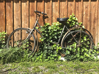 Efeu wächst auf einem verlassenen Fahrrad am Zaun - FCF01815