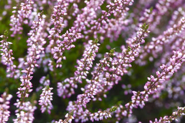 Nahaufnahme von rosa Heidekraut, das im Park wächst - JTF01353