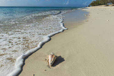 Muschel am Ufer des Norman Saunders Strandes, Grand Turk, Turks- und Caicosinseln - RUNF03236