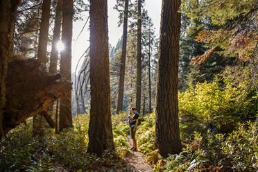 Father and baby in a carrier in the forest at sunset, Sequoia National Park, California, USA - GEMF03161