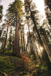 Sonnenuntergang zwischen den Bäumen im Sequoia National Park, Kalifornien, USA - GEMF03168