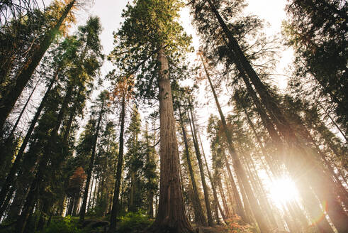 Sonnenuntergang zwischen den Bäumen im Sequoia National Park, Kalifornien, USA - GEMF03169
