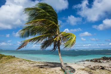 Palm tree at beach against blue sky, Saint Kitts And Nevis, Caribbean - RUNF03239