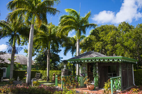 Blick auf Palmen im botanischen Garten gegen den Himmel auf St. Kitts und Nevis, Karibik - RUNF03243