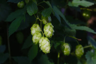 Germany, Bayern, Flowers of common hop growing in spring - JTF01357