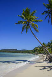 Palmen am Strand vor blauem Himmel an einem sonnigen Tag in Playa Grande, Dominikanische Republik - RUNF03273