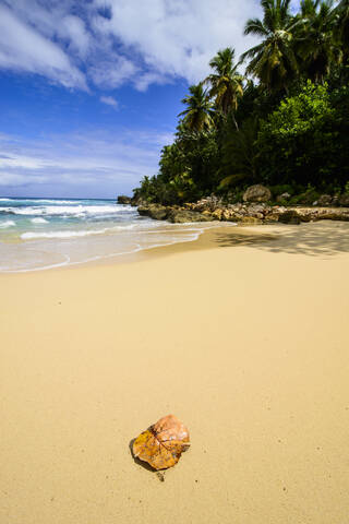 Blatt am Sandstrand gegen den Himmel an einem sonnigen Tag, Playa Grande, Dominikanische Republik, lizenzfreies Stockfoto