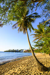 Palm trees growing at beach against clear sky in Sosúa, Dominican Republic - RUNF03305