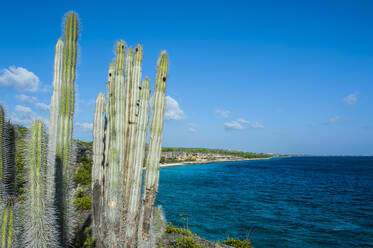 Kaktuspflanzen am Strand vor blauem Himmel im Washington Slagbaai National Park, Bonaire, Niederlande - RUNF03309