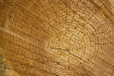 Full frame shot of tree stump - WIF04070