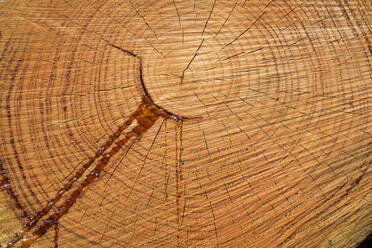 Full frame shot of wet tree stump - WIF04071