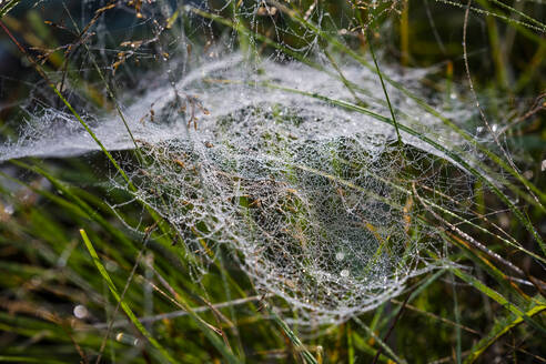 Spinnennetz auf Gras - JOHF01270