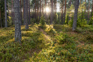 Coniferous forest - JOHF01275