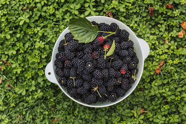 Bowl with blackberries - JOHF01310