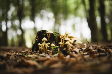 Fungi on stump - JOHF01367