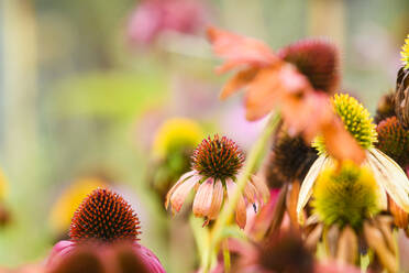 Wildblumen auf der Wiese - JOHF01386