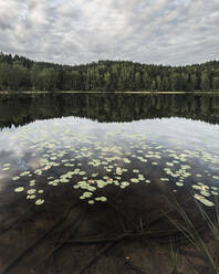 Spiegelung auf dem See - JOHF01396