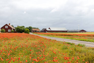 Mohnblumen auf der Wiese - JOHF01405