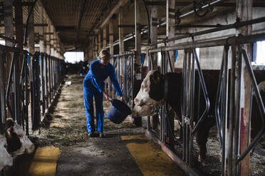 Woman feeding cows in barn - JOHF01418