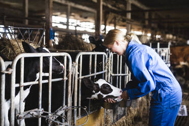 Woman feeding cows in barn - JOHF01421