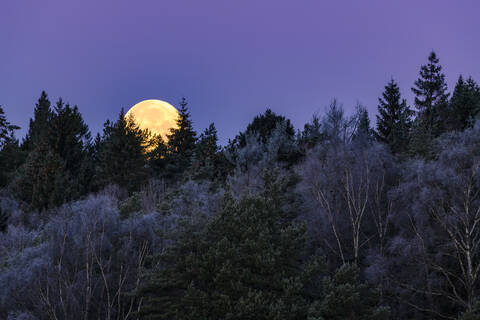 Mondaufgang über dem Wald, lizenzfreies Stockfoto