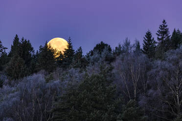 Moon rising over forest - JOHF01453